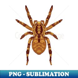 Drawing of a Zoropsis spinimana - Instant Sublimation Digital Download - Perfect for Sublimation Mastery