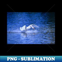 swan 4  swiss artwork photography - decorative sublimation png file - stunning sublimation graphics