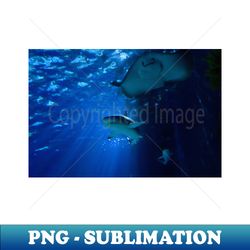 shark  rays  swiss artwork photography - decorative sublimation png file - unleash your creativity
