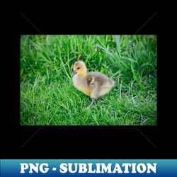 Chick  Swiss Artwork Photography - Premium PNG Sublimation File - Spice Up Your Sublimation Projects
