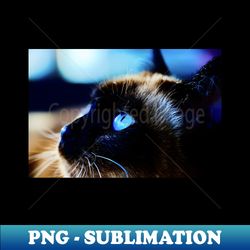 siamese cat blue eyes  swiss artwork photography - vintage sublimation png download - instantly transform your sublimation projects