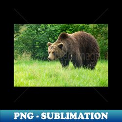 brown bear - decorative sublimation png file - perfect for personalization