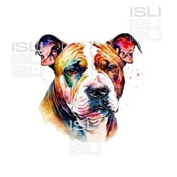 Colorful AMSTAFF png