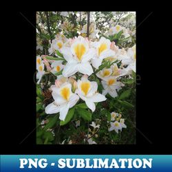 White Garden Lilies In The Spring Acrylic - High-Resolution PNG Sublimation File - Perfect for Personalization