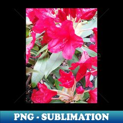 red beautiful flowers garden nature photography - decorative sublimation png file - add a festive touch to every day