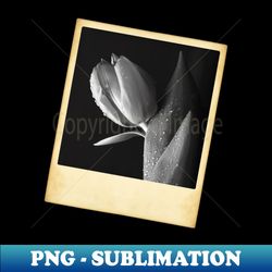 tulip photo - decorative sublimation png file - bold & eye-catching