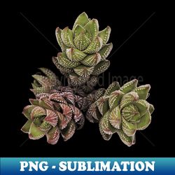 Suculenta Haworthia Reinwardtii - PNG Transparent Sublimation File - Perfect for Sublimation Art