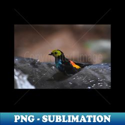 Colorful Bird - PNG Transparent Sublimation File - Perfect for Personalization