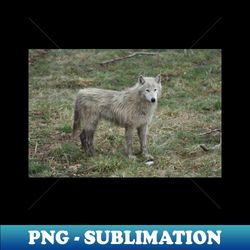 White Wolf - Modern Sublimation PNG File - Capture Imagination with Every Detail
