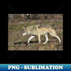 Mexican Grey Wolf - Modern Sublimation PNG File - Enhance Your Apparel with Stunning Detail