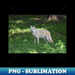 Wolf - Professional Sublimation Digital Download - Stunning Sublimation Graphics