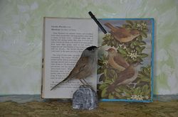 Natural taxidermy bird \ Eurasian Blackcap \ Bird taxidermy