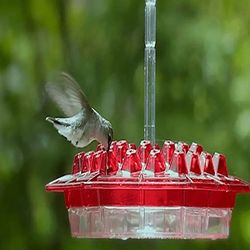 Mary's Hummingbird Feeder with Perch & Built- In Ant Moat - Beautiful Hummingbirds to Your Outdoor Space with Mary's .