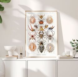 Spiders Vintage Poster, 1904 - Haeckel Prints, Arachnids Poster, Animal Print, Spider Wall art, Arthropods Print, Birthd