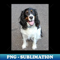 english springer spaniel black white tan sitting - Exclusive PNG Sublimation Download - Create with Confidence