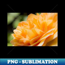 Orange Rose - PNG Transparent Sublimation File - Perfect for Sublimation Mastery
