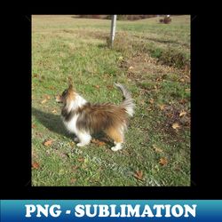 shetland sheepdog full second - Premium PNG Sublimation File - Perfect for Personalization