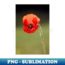 Poppy - Modern Sublimation PNG File - Bold & Eye-catching