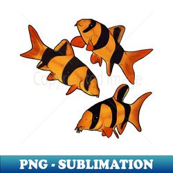 Clown loach fish tiger botia - PNG Transparent Digital Download File for Sublimation - Perfect for Creative Projects