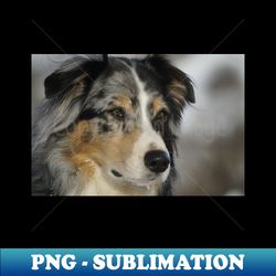 miniature american shepherd blue merle second - PNG Transparent Sublimation Design - Add a Festive Touch to Every Day