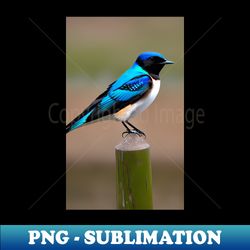 swallow - Exclusive PNG Sublimation Download - Bold & Eye-catching