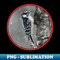 downy woodpecker in snow photograph - png transparent sublimation design - fashionable and fearless