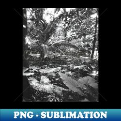 Brazilian Amazon Plants - PNG Transparent Sublimation File - Defying the Norms