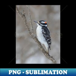 Hairy Woodpecker - Signature Sublimation PNG File - Bold & Eye-catching