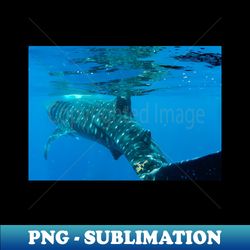 Whale Shark Caribbean Snorkel Swim - Instant PNG Sublimation Download - Revolutionize Your Designs