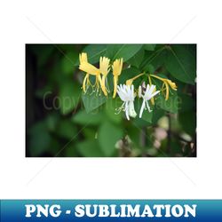 Honeysuckle - High-Resolution PNG Sublimation File - Unlock Vibrant Sublimation Designs