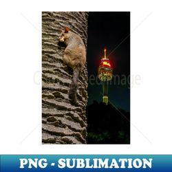 Brushtailed Possum in Hyde Park Sydney NSW Australia - Aesthetic Sublimation Digital File - Perfect for Sublimation Mastery