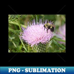 Bee on a Thistle - PNG Transparent Sublimation Design - Spice Up Your Sublimation Projects