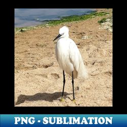 A Heron on the beach 1 - Premium PNG Sublimation File - Capture Imagination with Every Detail