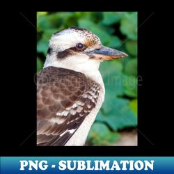 Laughing Kookaburra - Professional Sublimation Digital Download - Perfect for Sublimation Mastery