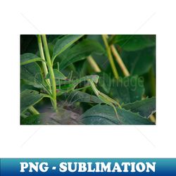 Praying Mantis - Instant PNG Sublimation Download - Create with Confidence