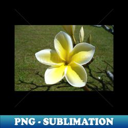 Beautiful Frangipani Flower - Stylish Sublimation Digital Download - Capture Imagination with Every Detail