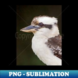 Laughing Kookaburra - PNG Transparent Sublimation File - Instantly Transform Your Sublimation Projects