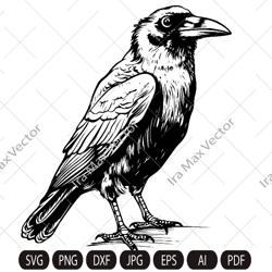 Raven svg, Raven Silhouette dxf, Raven clipart, Crow svg, bird svg, Crow flying svg, raven flying