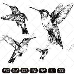 Hummingbird Svg, Hummingbird Clipart, Hummingbird set, Hummingbird Head, Hummingbird Cut Files , Bird Silhouette, little