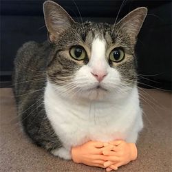 Interactive Cat Toy: Mini Silicone Finger Gloves for Funny Tiny Hands Massage - Perfect for Playful Cats!