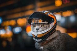 Full Face Pet Motorcycle Helmet | Outdoor Riding Hat for Cat & Puppy