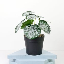 Small Tree Fake Flowers & Simulation Pot Plants - Artificial Bonsai