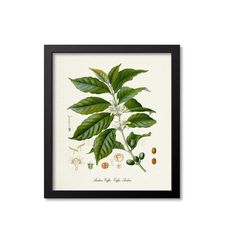 Coffee Botanical Print, Coffee Botanical Art Print, Coffee