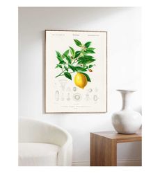 Lemon Kitchen Poster, Botanical Print, Vintage Lemon Illustration,