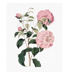 Pink Camellia Flower, Botanical Illustration PNG & JPG