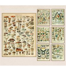 Vintage Wall Posters | Animals And Insects Wall