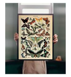 Papillons Pour Tous 1907 Butterfly Illustration A5-A2 Adolphe
