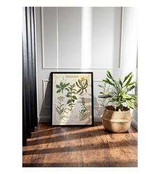 Framed Herbology Medicinal Plant canvas wall art, Magic