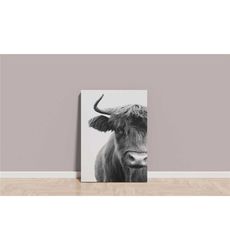 Bison Canvas / Cow Wall Art / Highland