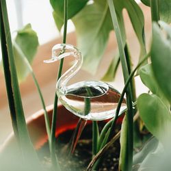 Houseplant Automatic Watering Glass Swan Watering Cans